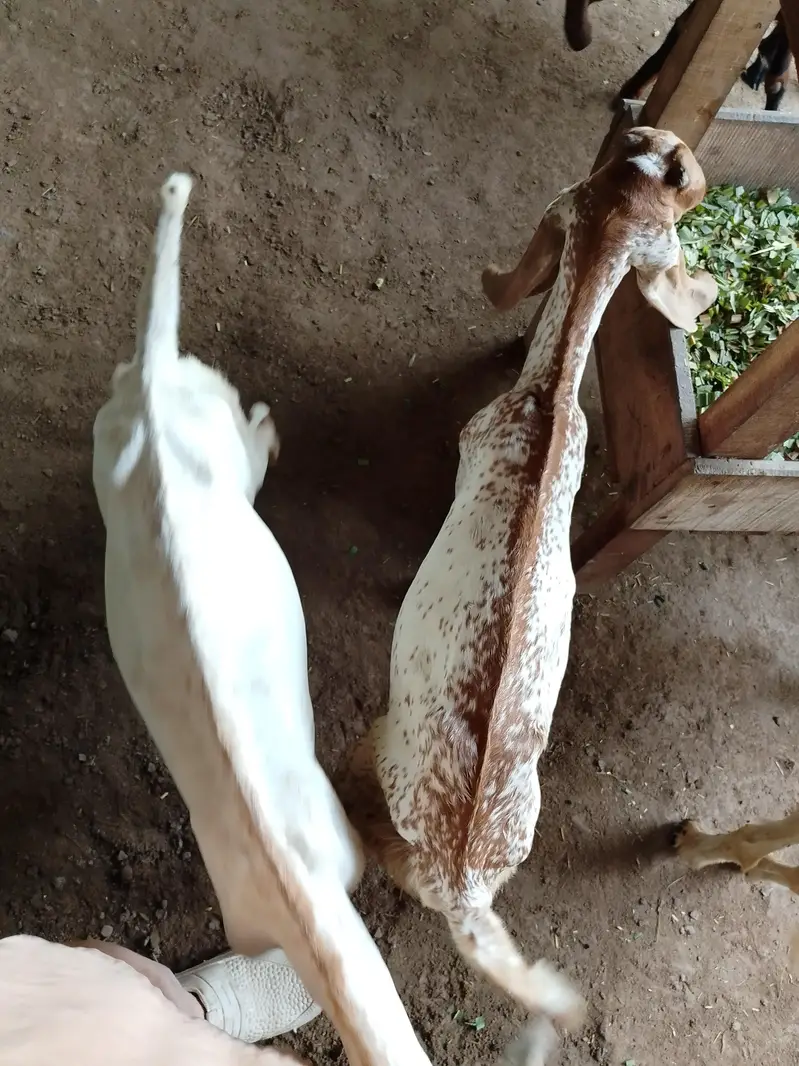 Makhi Cheeni Female With 3 Male Kids — photo 4