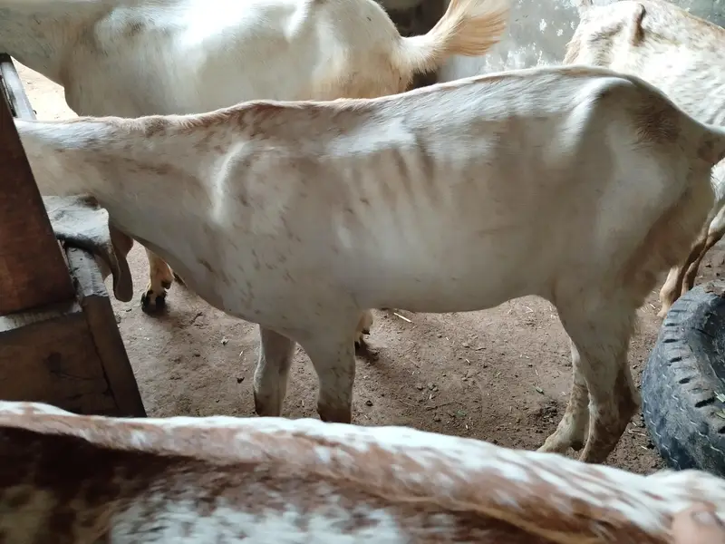 Makhi Cheeni Female With 3 Male Kids — photo 5
