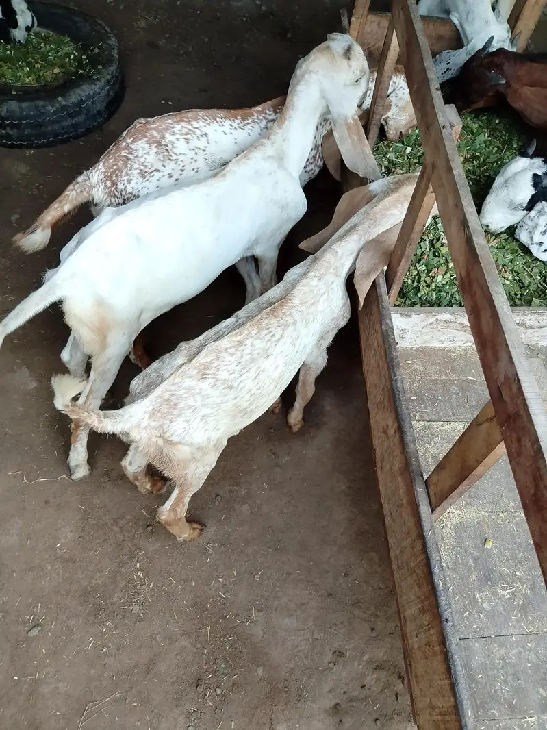 Makhi Cheeni Female With 3 Male Kids — photo 6
