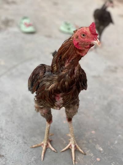 Pure Miawali Teddy Aseel Murga | High Quality Bird | Urgent Sale