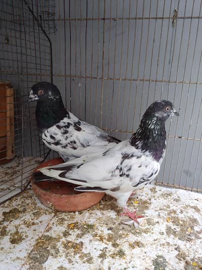 kabli pair for sale.