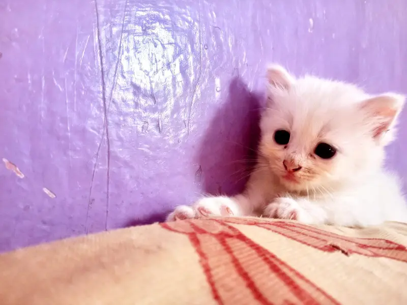 enturm punch kittens — photo 2
