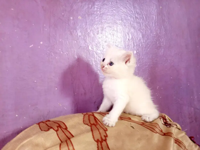 enturm punch kittens — photo 3