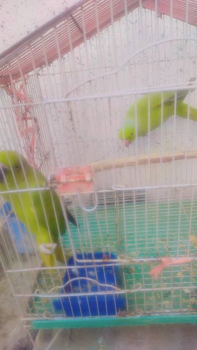 breeder pair for sale