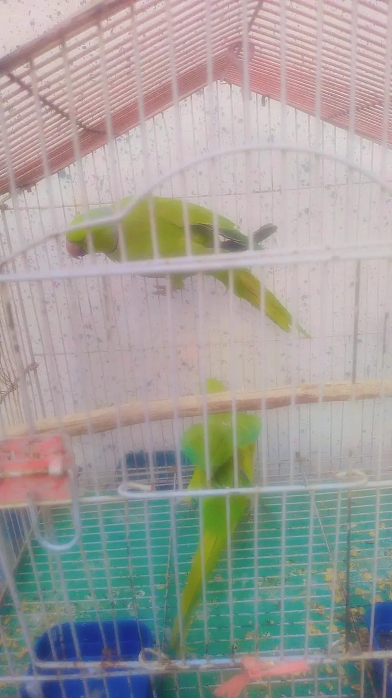 breeder pair for sale — photo 2