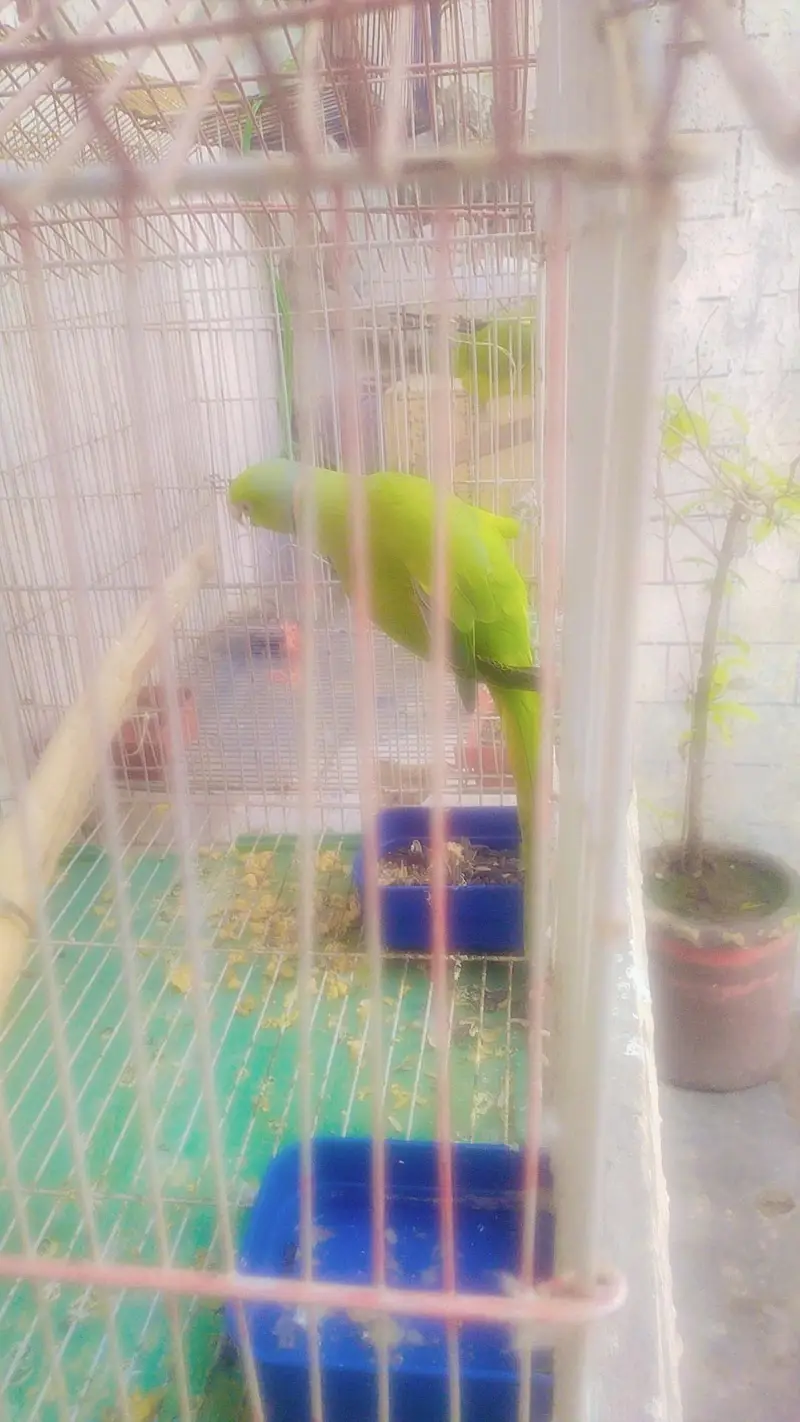 breeder pair for sale — photo 3