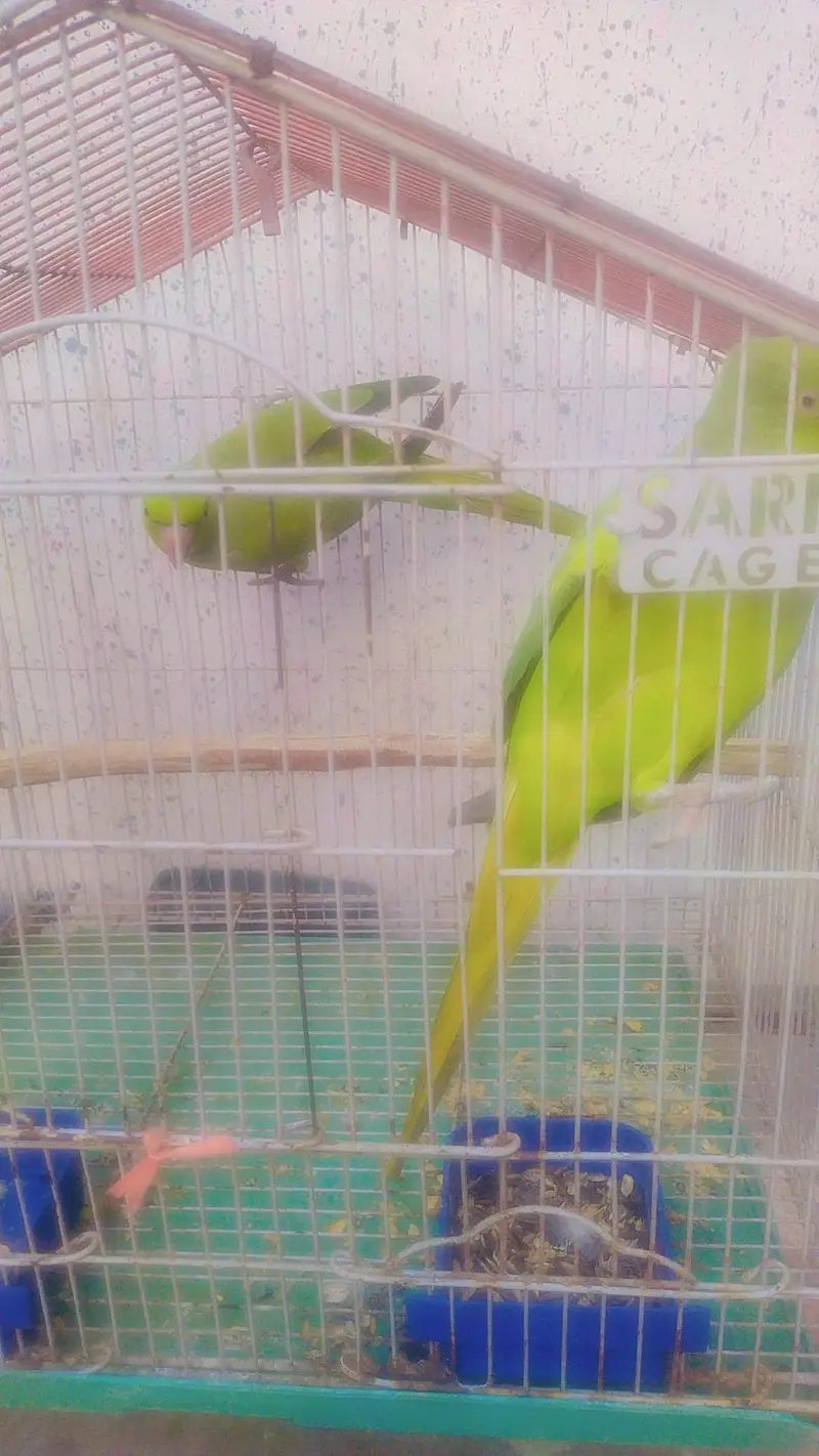 breeder pair for sale — photo 4