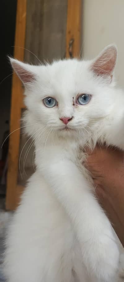 blue ayes kittan