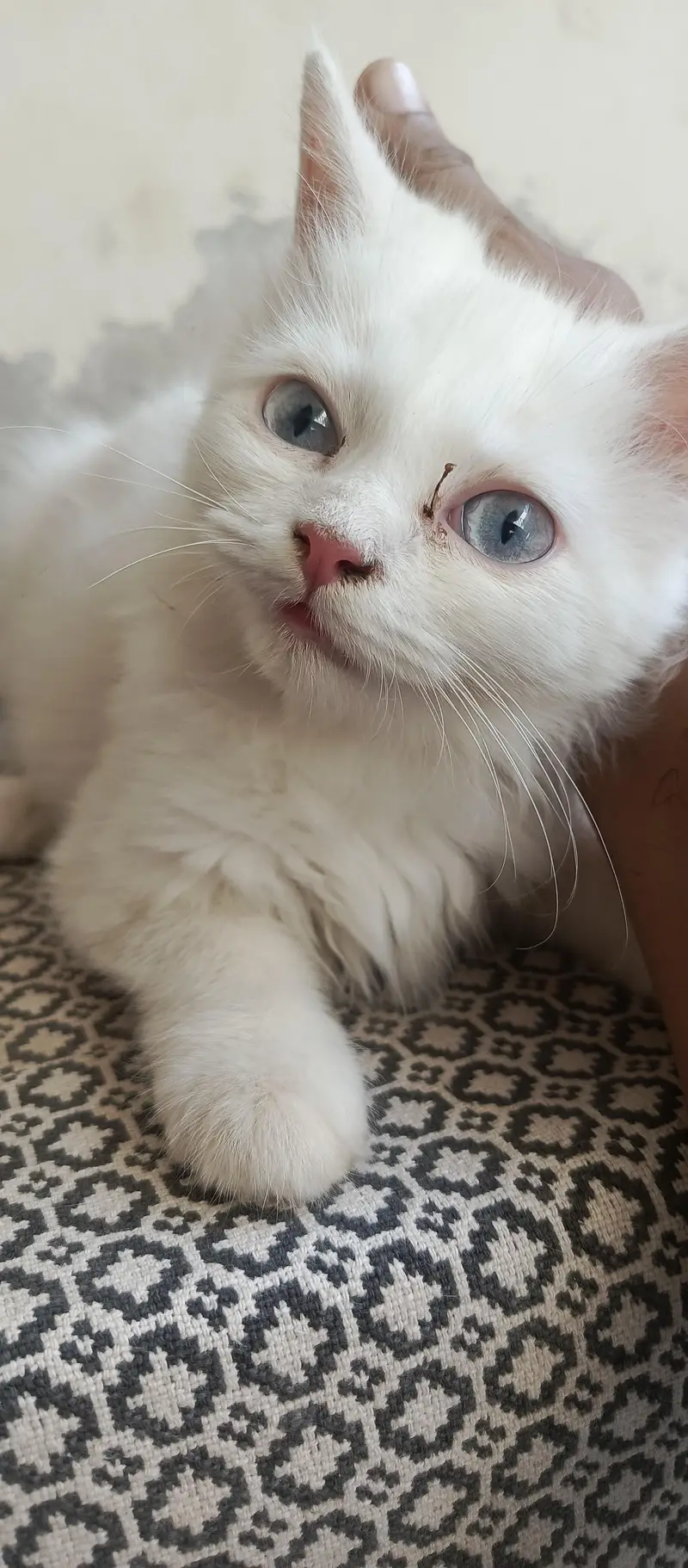 blue ayes kittan — photo 2