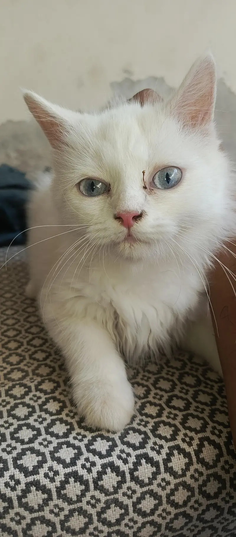 blue ayes kittan — photo 3