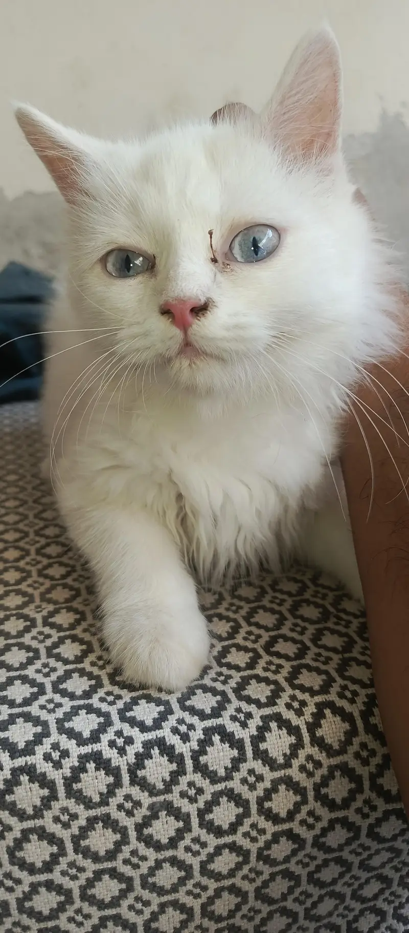 blue ayes kittan — photo 4