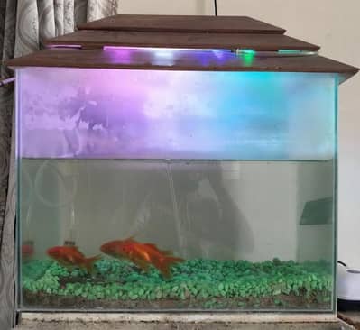 Aquarium -Fish Tank excellent condition