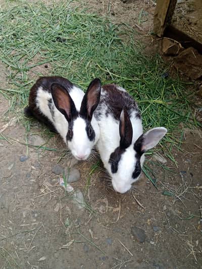 Breeder Rabbit Pair