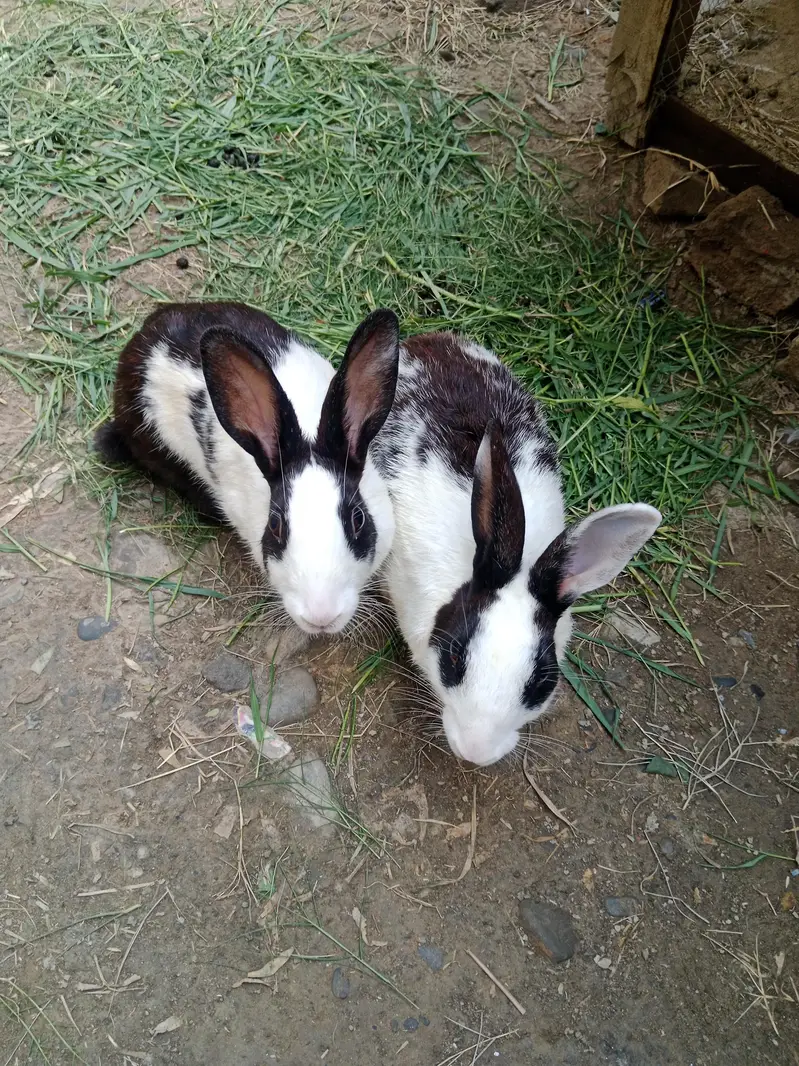 Breeder Rabbit Pair