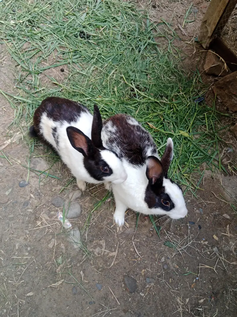 Breeder Rabbit Pair — photo 2