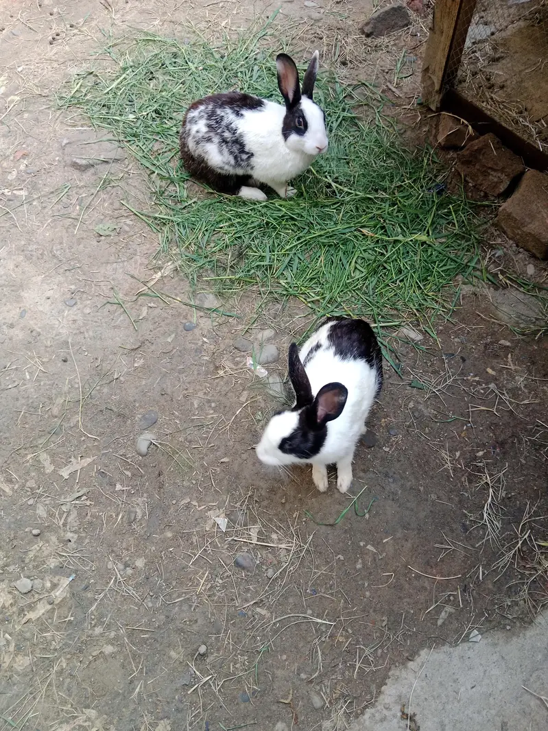 Breeder Rabbit Pair — photo 3