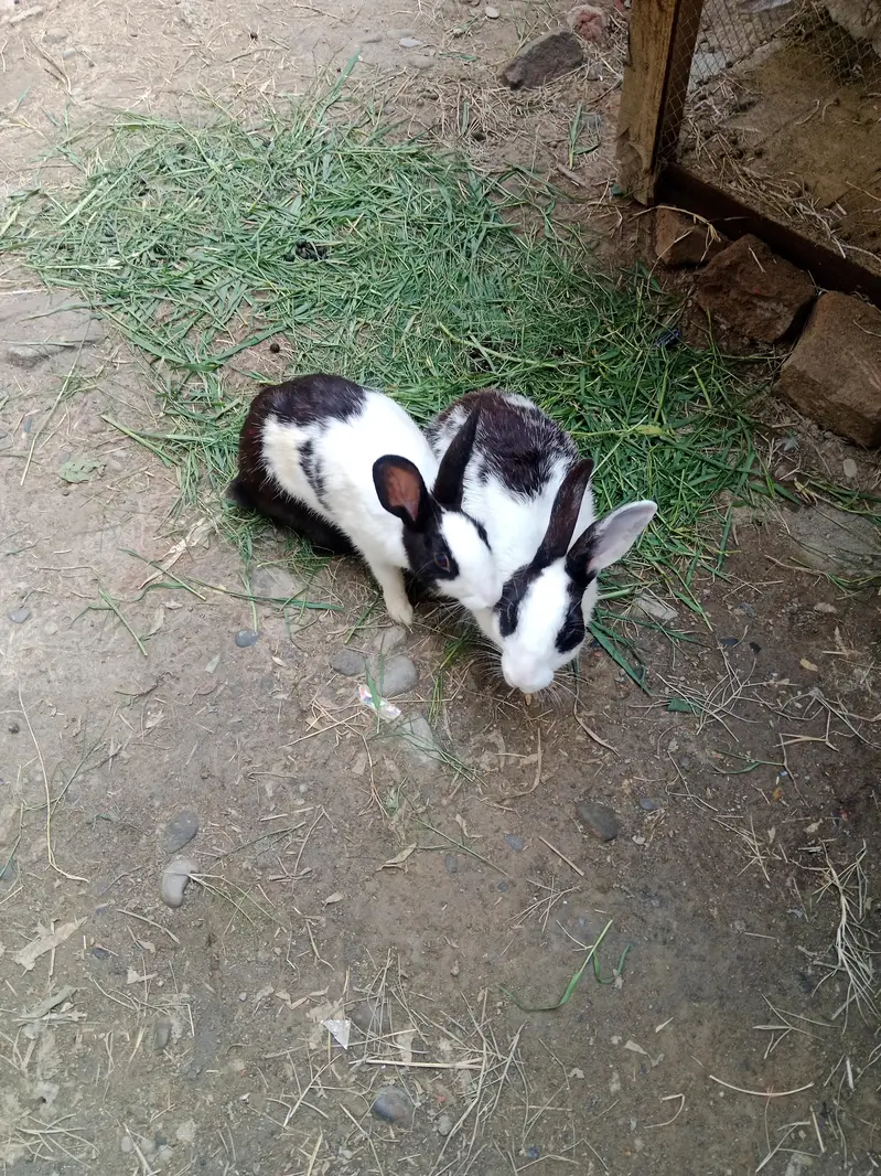 Breeder Rabbit Pair — photo 4