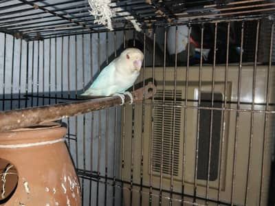 8 parrots