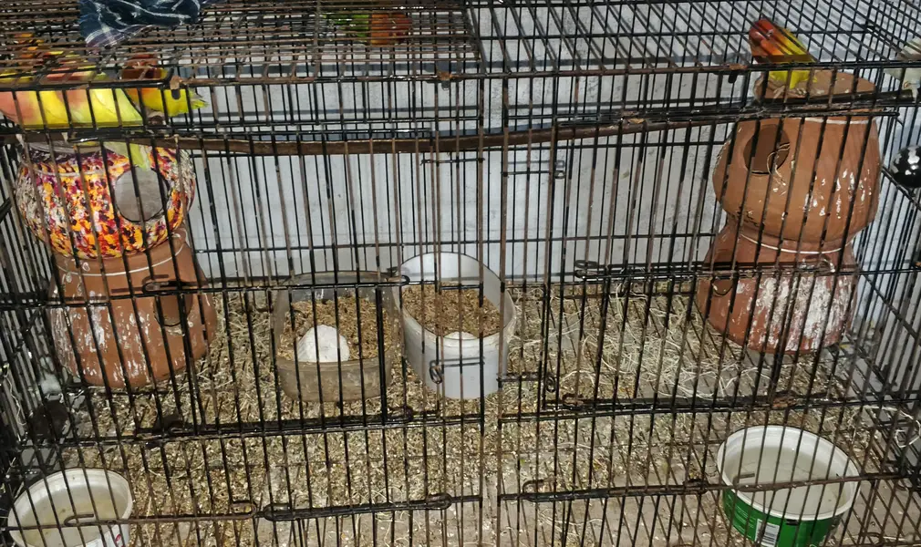 8 parrots — photo 2