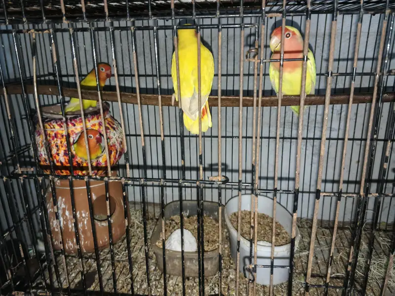 8 parrots — photo 3