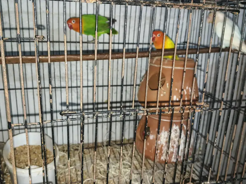 8 parrots — photo 4