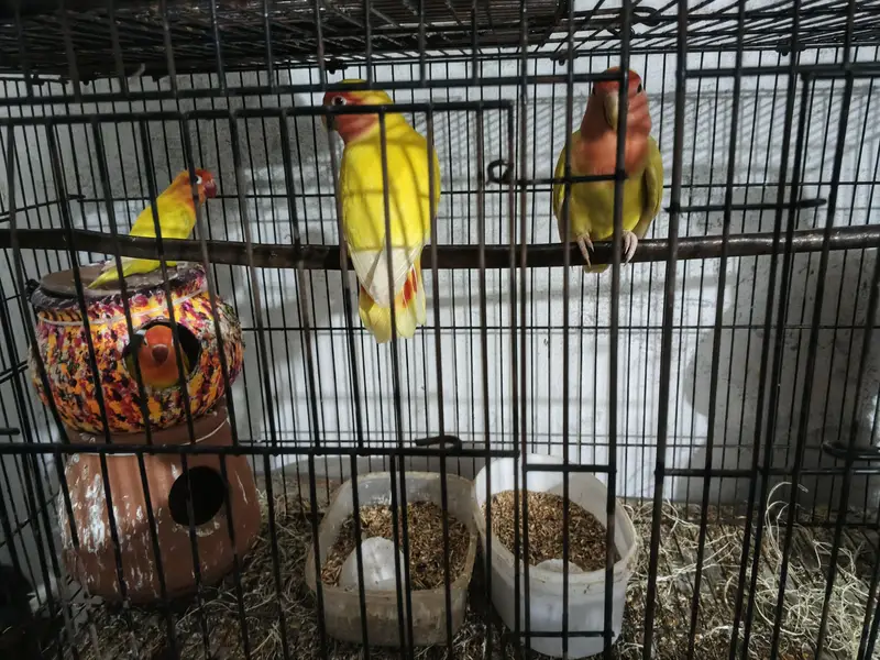 8 parrots — photo 5