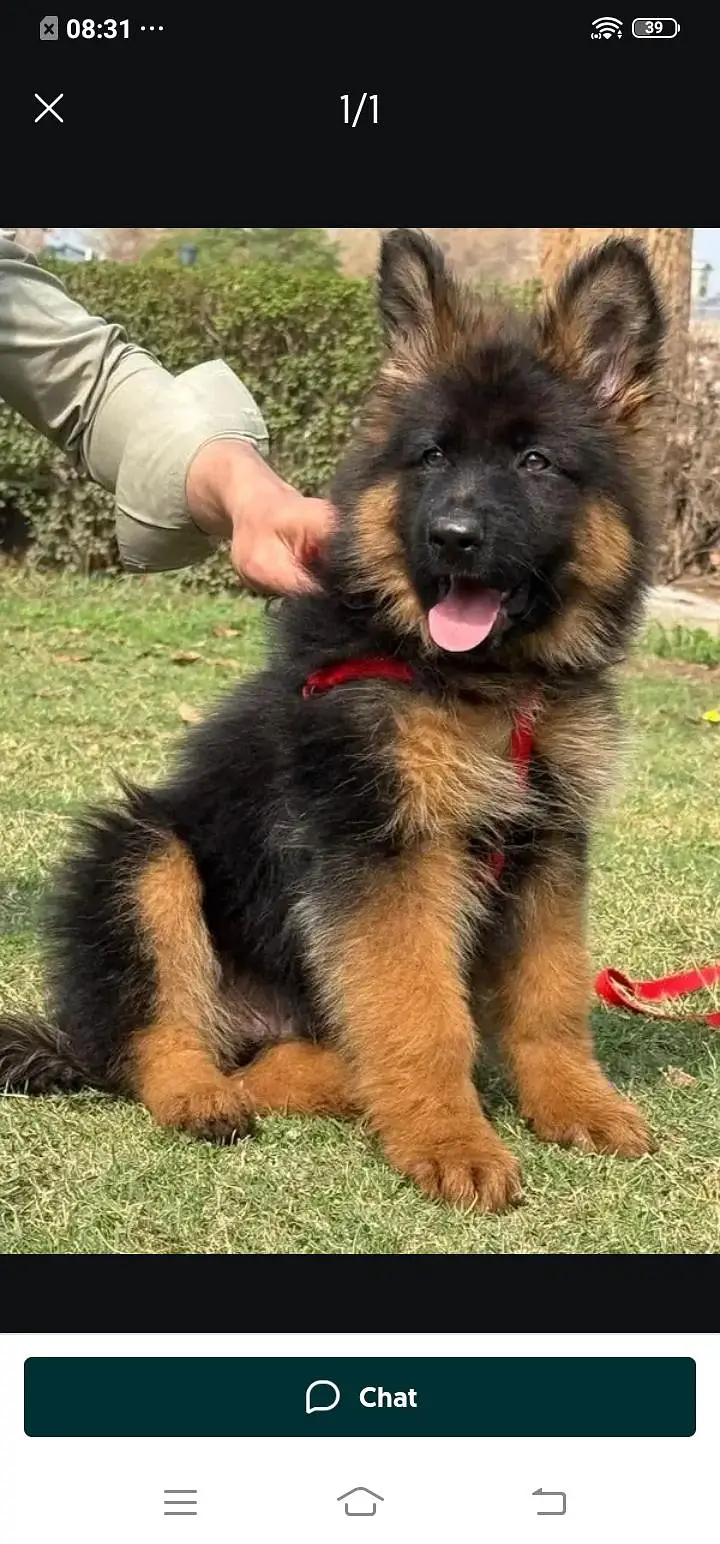 German Shepherd dog for sale male my WhatsApp number 324=071=61=05 — photo 2