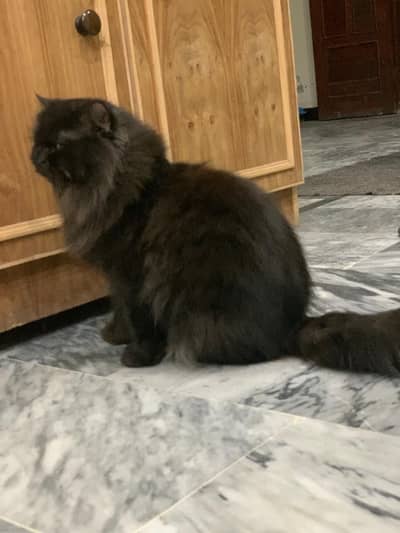 Persian cat male