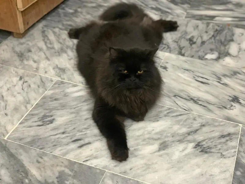 Persian cat male — photo 2