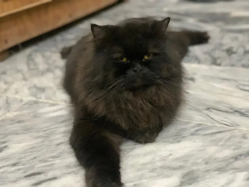 Persian cat male — photo 3