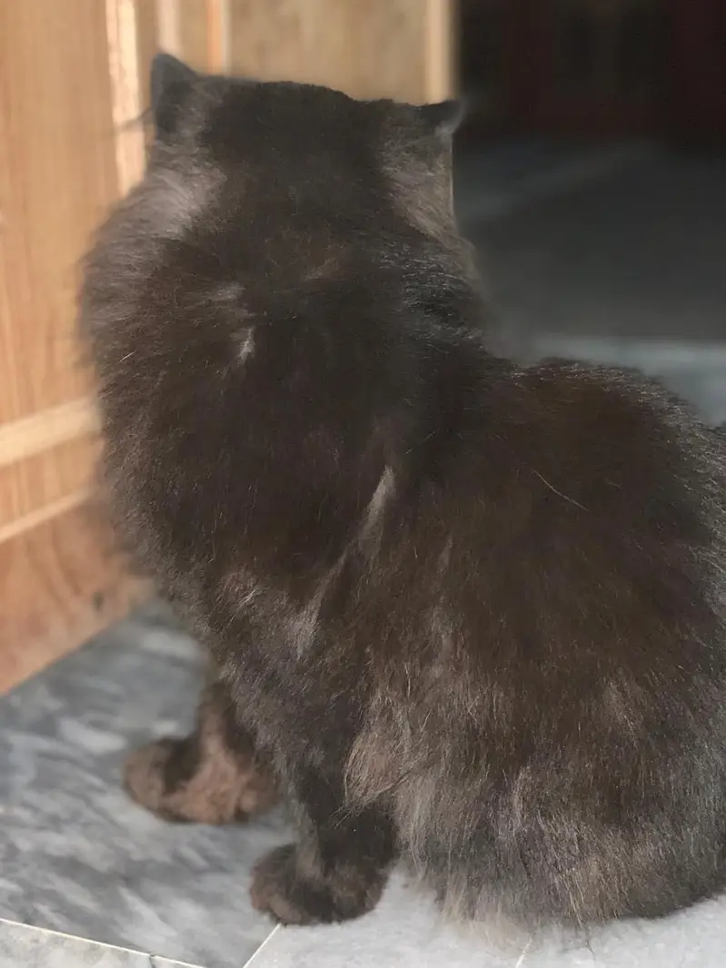 Persian cat male — photo 4