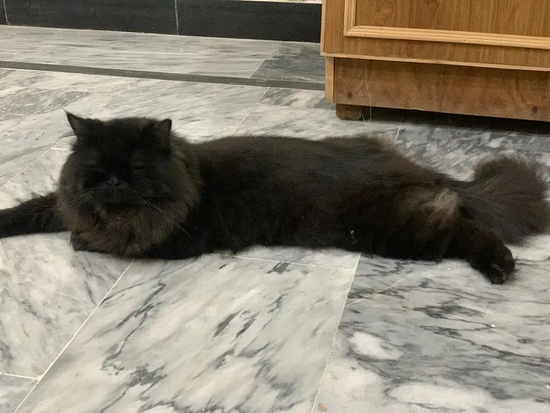 Persian cat male — photo 5