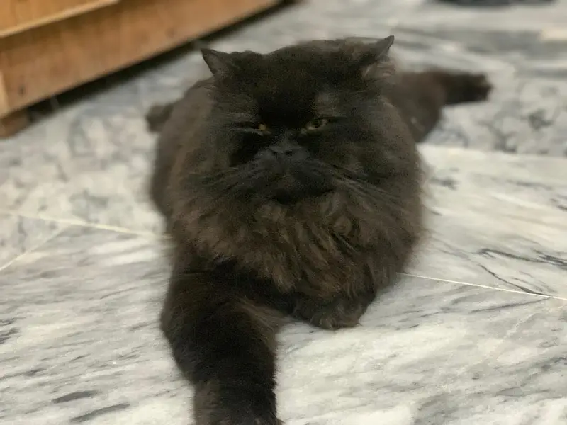 Persian cat male — photo 6