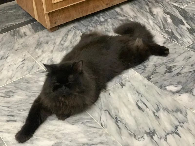 Persian cat male — photo 8