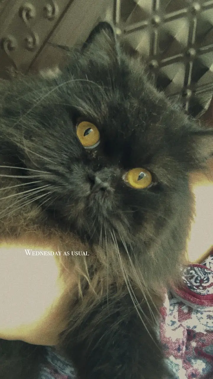 Persian cat male — photo 9