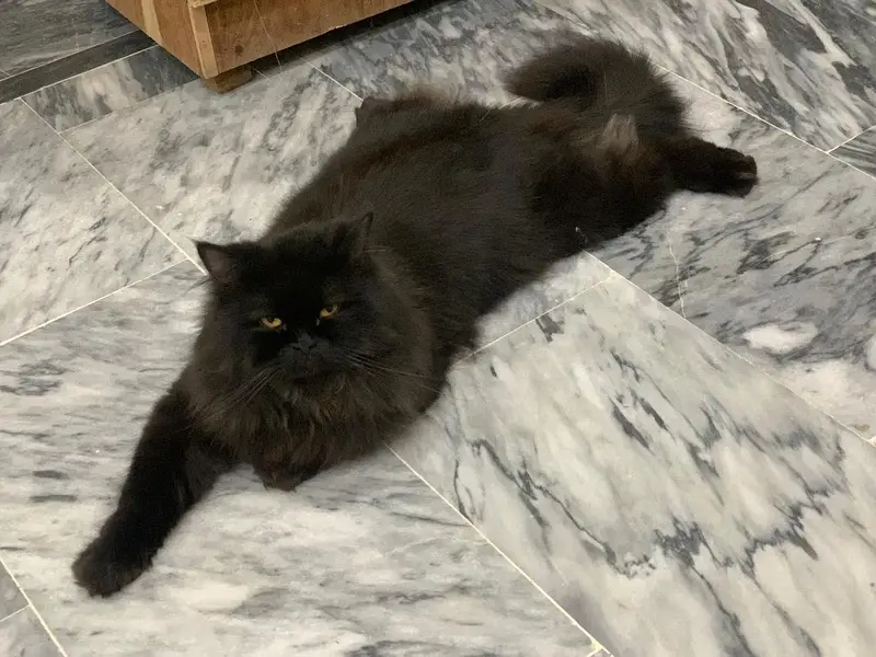Persian cat male — photo 10