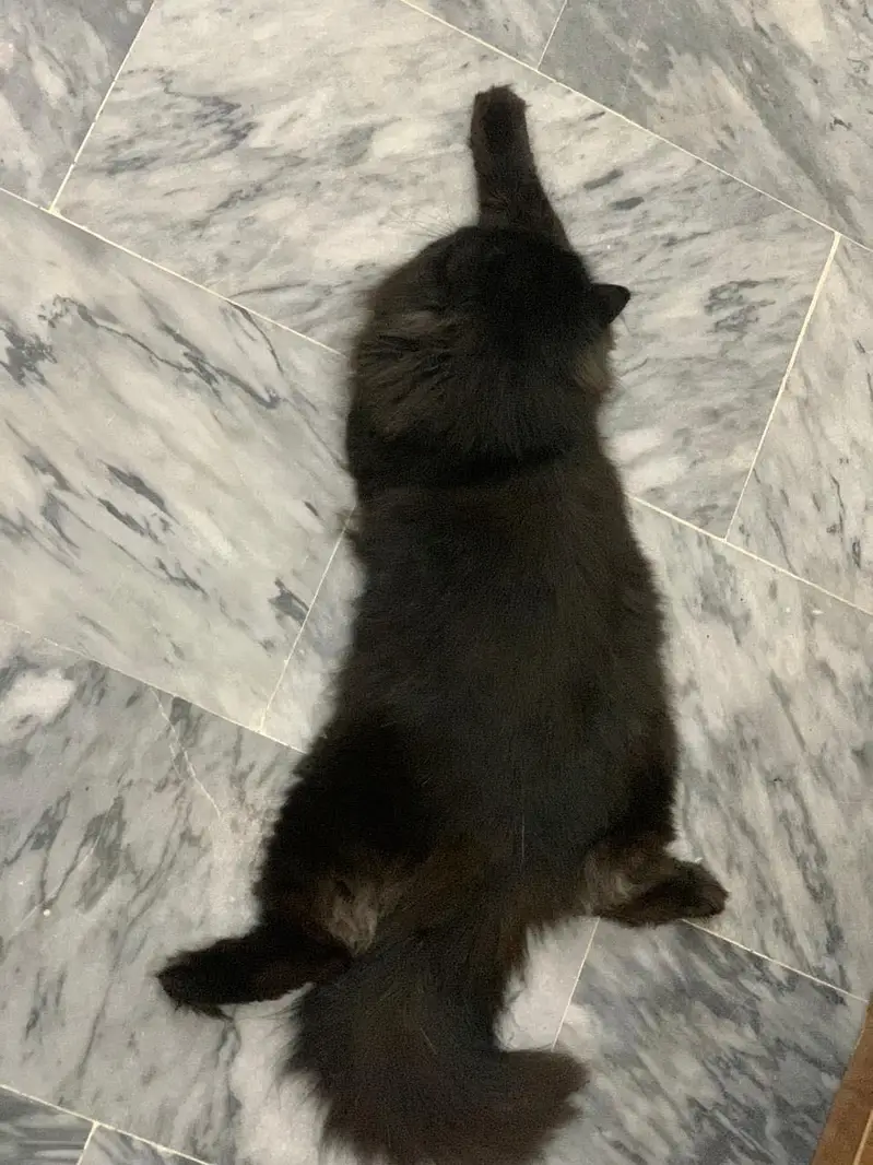 Persian cat male — photo 11