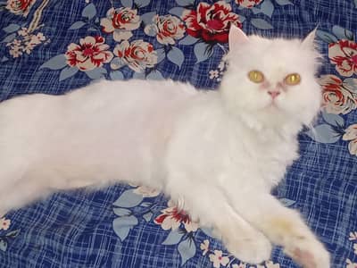 Persian female for sale