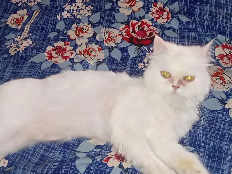 Persian female for sale — photo 2