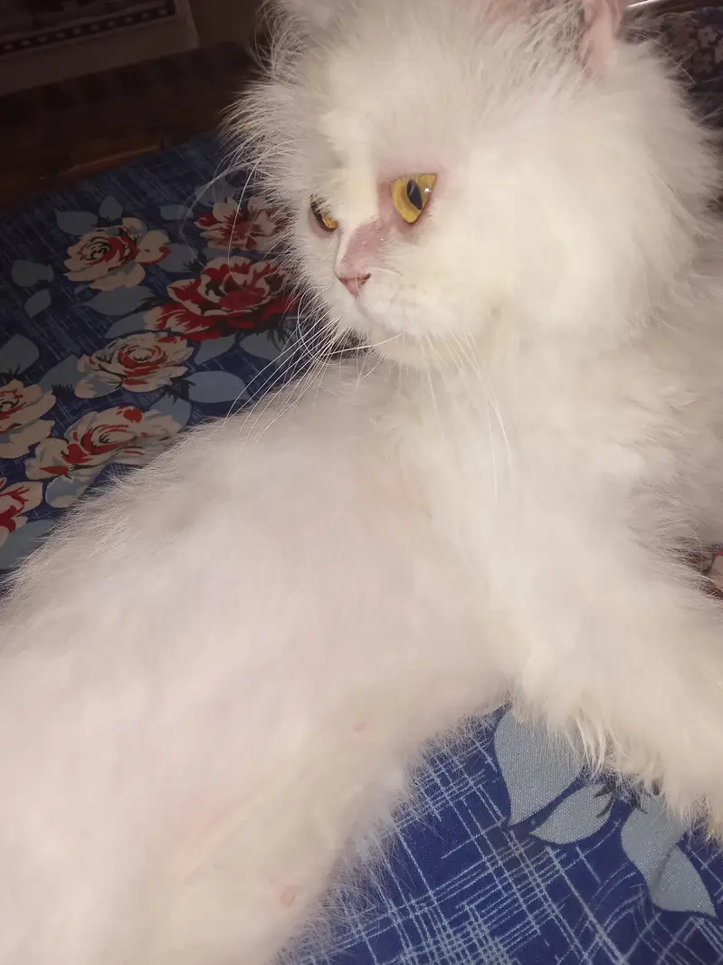 Persian female for sale — photo 3