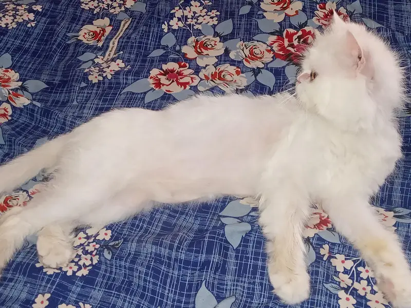Persian female for sale — photo 4