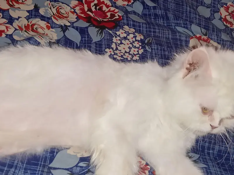 Persian female for sale — photo 5