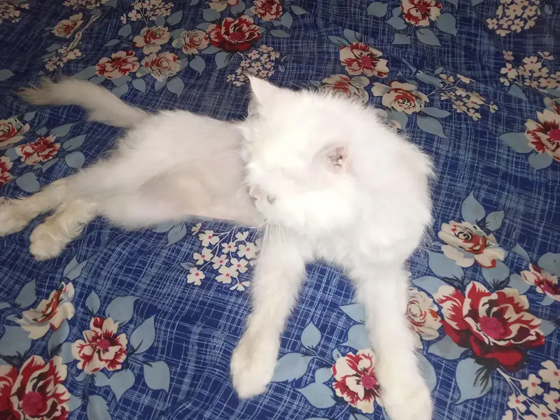 Persian female for sale — photo 6