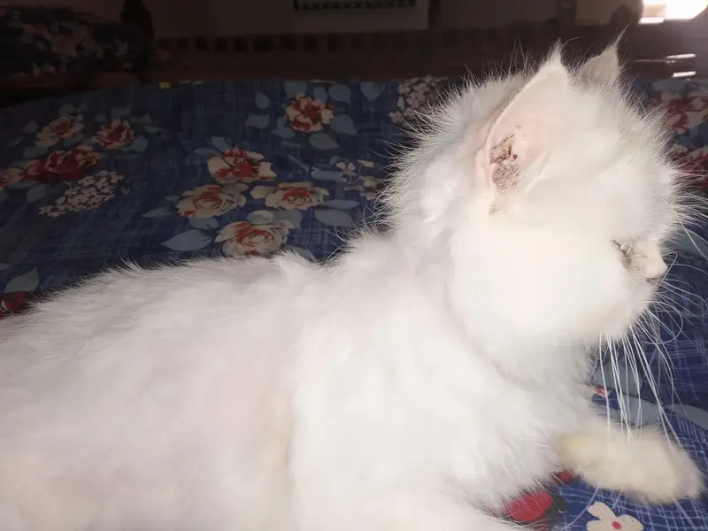 Persian female for sale — photo 7