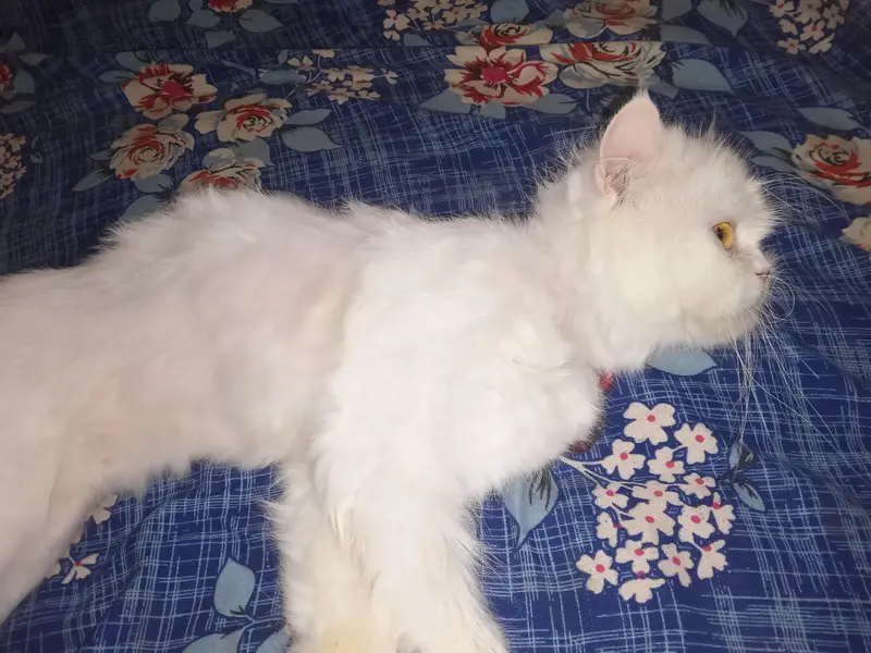 Persian female for sale — photo 8