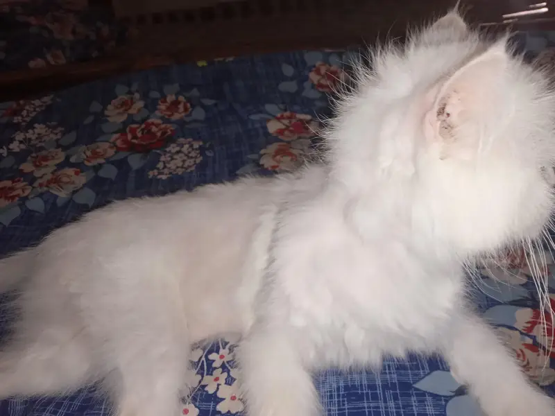 Persian female for sale — photo 9