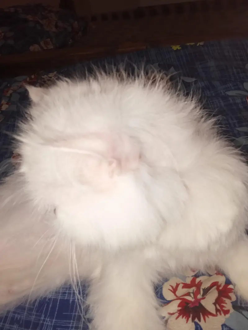 Persian female for sale — photo 10