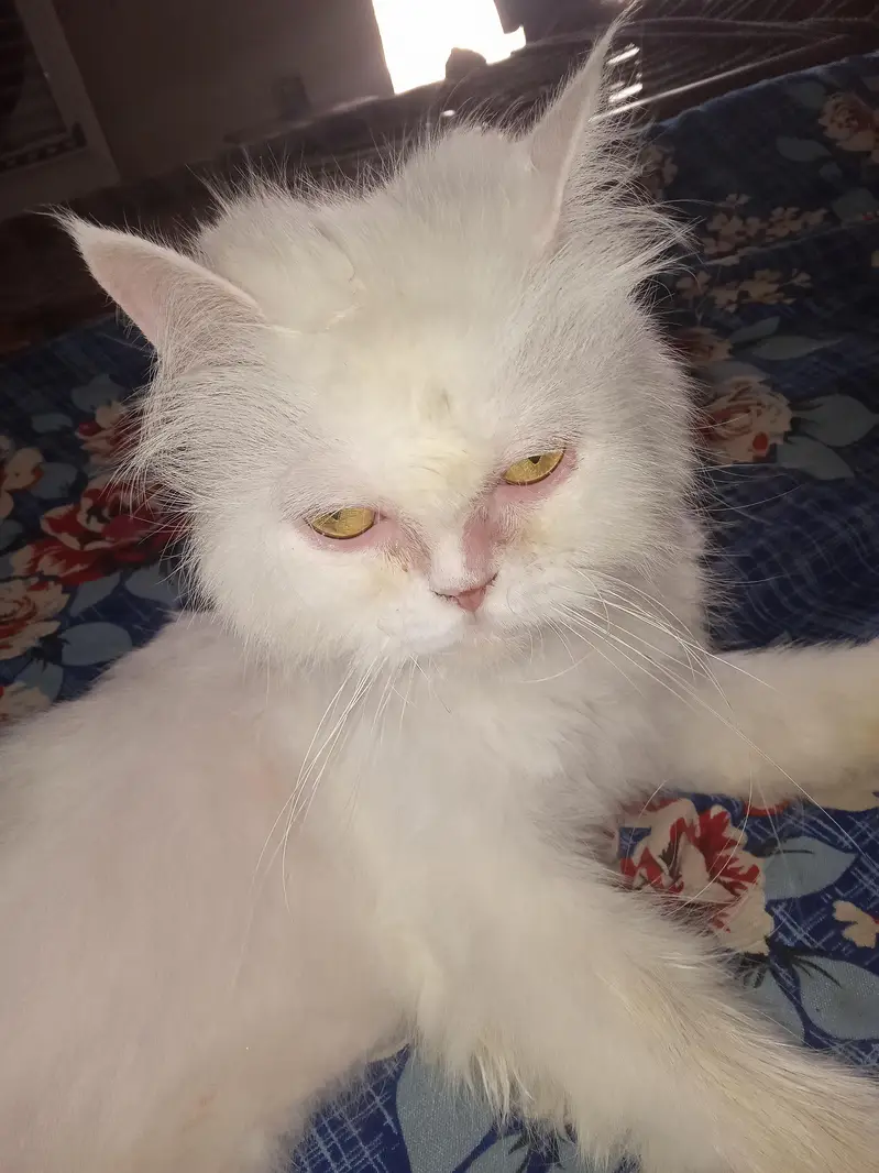 Persian female for sale — photo 11