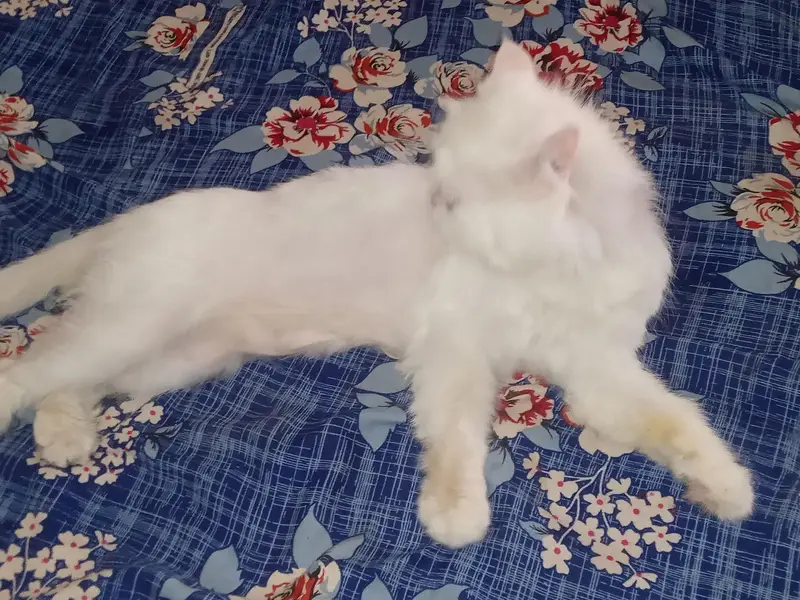 Persian female for sale — photo 12