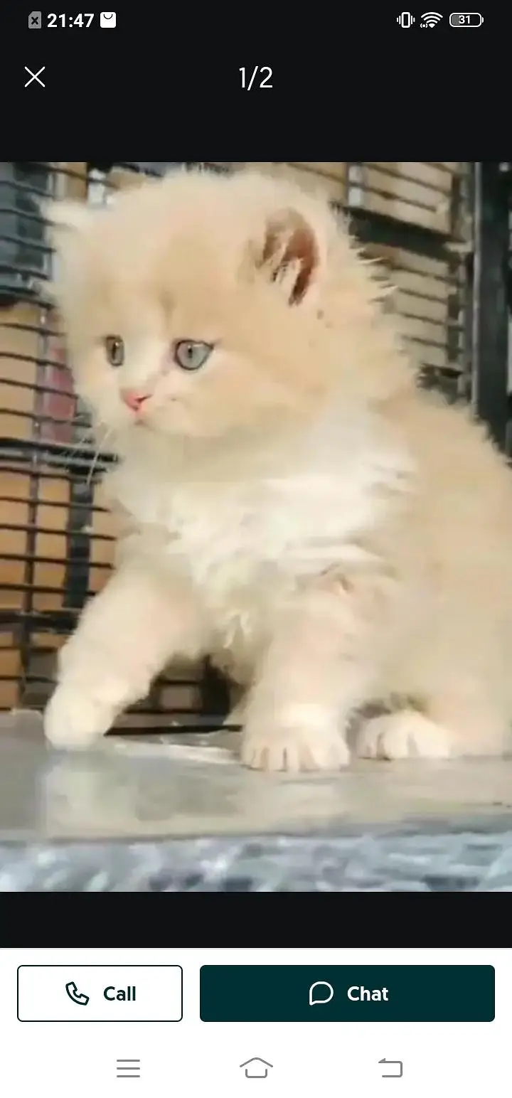 Persian cat for sale male or female my WhatsApp number 324=071=6105 — photo 2